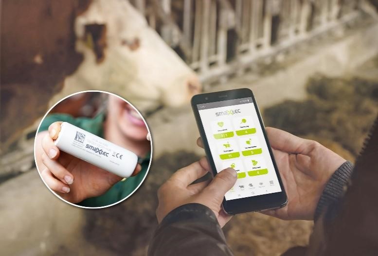 smaXtec智能生物胶囊传感器采用艾迈斯欧司朗高精度AS6221温度传感器，实现奶牛体温持续监测（图片：艾迈斯欧司朗）.jpg